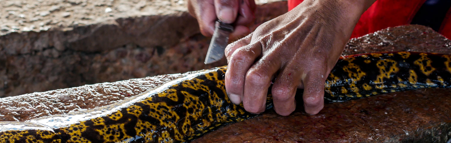 Pescatore spancia una murena, Souss-Massa-Draâ, Agadir, Marocco