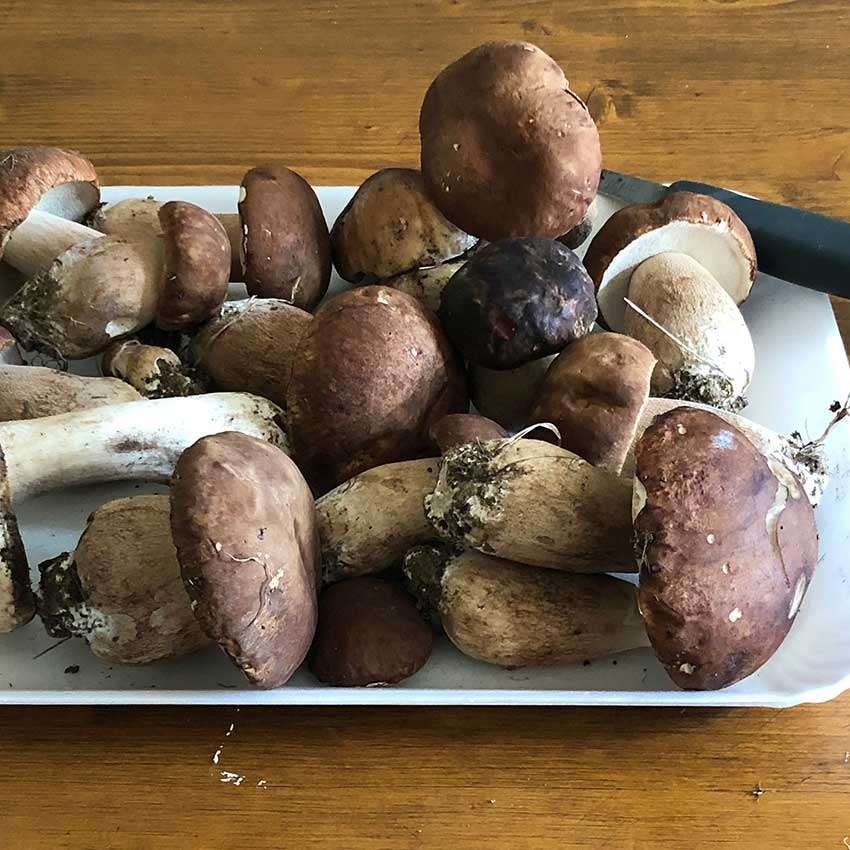 come pulire i funghi porcini